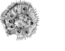 Resonantes